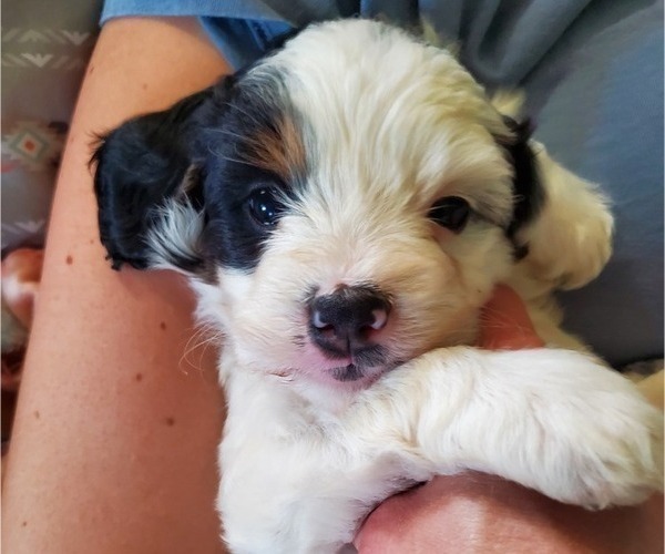 Medium Photo #26 Bernedoodle (Miniature) Puppy For Sale in LEETONIA, OH, USA