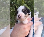 Small #3 Aussiedoodle