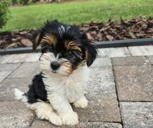 Yorkshire Terrier Puppy for sale in SARASOTA, FL, USA