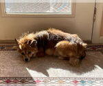 Small #7 Pomeranian Mix