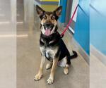 Small #1 German Shepherd Dog Mix