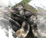 Small #12 German Shepherd Dog-Timber Wolf Mix