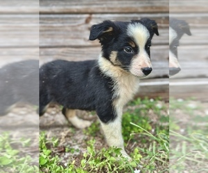 Miniature Australian Shepherd Puppy for sale in ORLANDO, FL, USA