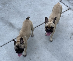 French Bulldog Puppy for sale in DOWNEY, CA, USA