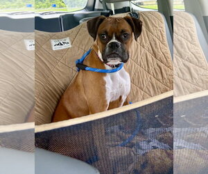 Boxer Dogs for adoption in Dumont, NJ, USA