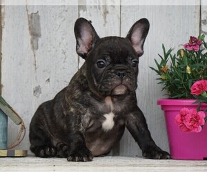 Faux Frenchbo Bulldog Puppy for sale in FREDERICKSBG, OH, USA