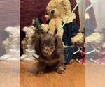 Small #1 Dachshund