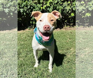 American Pit Bull Terrier-Unknown Mix Dogs for adoption in Redlands, CA, USA