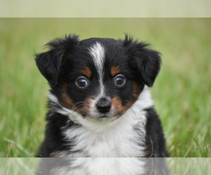 Miniature Australian Shepherd Puppy for sale in PALM COAST, FL, USA