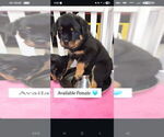 Puppy Light blue Rottweiler