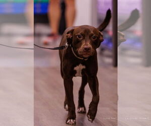 Labrador Retriever-Unknown Mix Dogs for adoption in The Woodlands, TX, USA