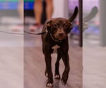 Small Labrador Retriever Mix