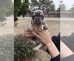Small #1 French Bulldog