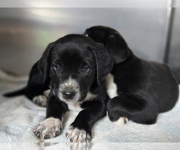 Medium Photo #1 Labrador Retriever-Unknown Mix Puppy For Sale in Albemarle, NC, USA