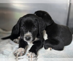 Labrador Retriever-Unknown Mix Dogs for adoption in Albemarle, NC, USA