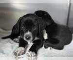 Small Labrador Retriever Mix