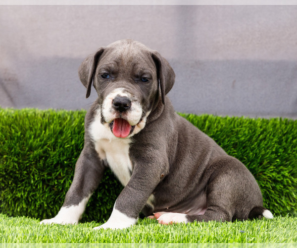 Medium Photo #107 Great Dane Puppy For Sale in WAKARUSA, IN, USA