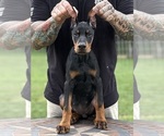 Small Doberman Pinscher