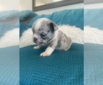 Small #15 English Bulldog