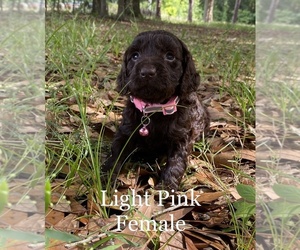 Boykin Spaniel Puppy for sale in ALAPAHA, GA, USA