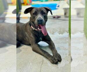 Labrador Retriever Dogs for adoption in Lacombe, LA, USA