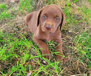 Labrador Retriever Puppy for sale in NOVI, MI, USA