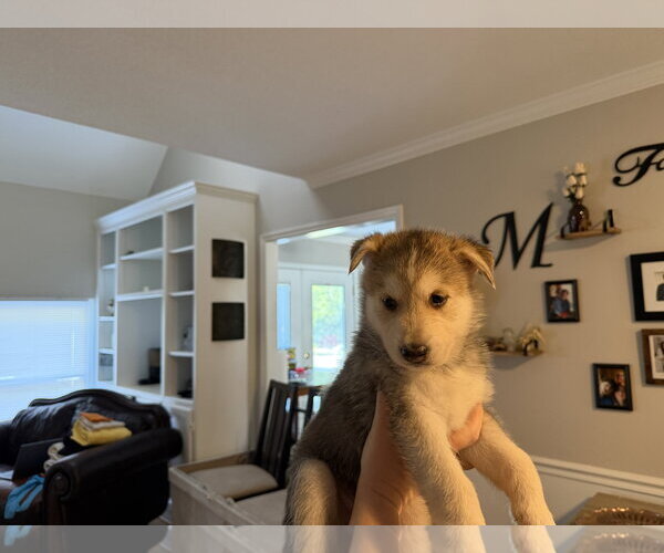 Medium Photo #2 Siberian Husky-pomeranian spitz Mix Puppy For Sale in Holly Springs, NC, USA
