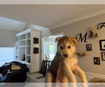 Small #1 Siberian Husky-pomeranian spitz Mix