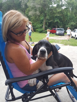 Medium Photo #1 Great Dane Puppy For Sale in OCALA, FL, USA