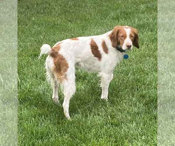 Medium Photo #9 Brittany Puppy For Sale in Curwensville, PA, USA