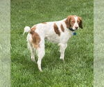 Small #8 Brittany