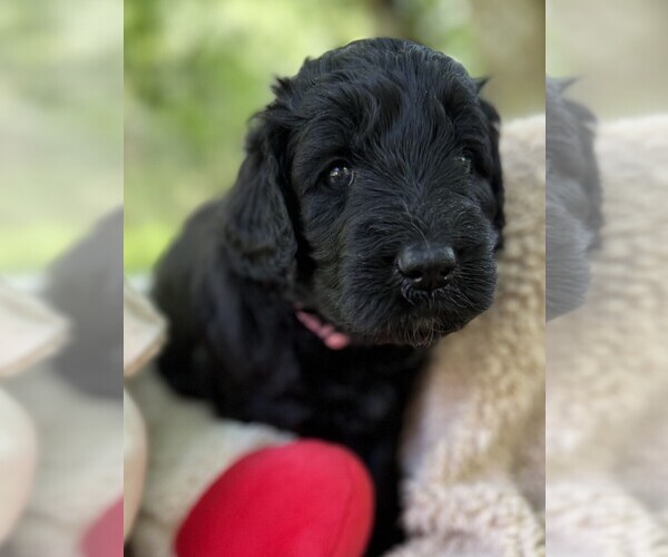 Medium Photo #59 Goldendoodle Puppy For Sale in PIERSON, FL, USA