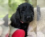 Small Photo #59 Goldendoodle Puppy For Sale in PIERSON, FL, USA