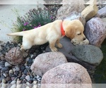 Small Photo #10 Labrador Retriever Puppy For Sale in LA CRESCENT, MN, USA