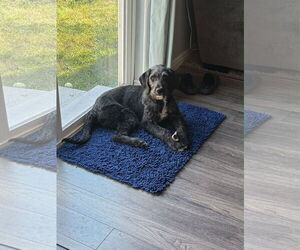 Wirehaired Pointing Poodle Dogs for adoption in MIDWAY, UT, USA