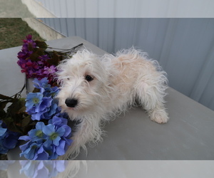 Schnoodle (Standard) Puppy for sale in KALAMAZOO, MI, USA