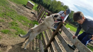 Anatolian Shepherd Puppy for sale in NORTH LIMA, OH, USA