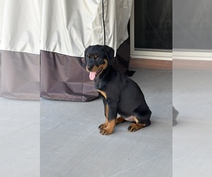 Rottweiler Puppy for sale in LAVEEN, AZ, USA
