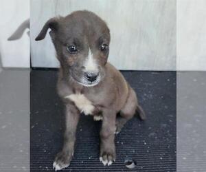 American Staffordshire Terrier-Unknown Mix Dogs for adoption in San Antonio, TX, USA