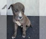Small American Staffordshire Terrier Mix
