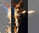 Small Photo #1 Pembroke Welsh Corgi Puppy For Sale in WOOSTER, OH, USA