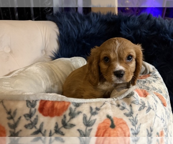 Medium Photo #3 Cavalier King Charles Spaniel Puppy For Sale in PARKER, CO, USA