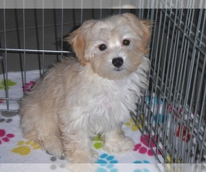 Havanese-Poodle (Toy) Mix Puppy for sale in ORO VALLEY, AZ, USA