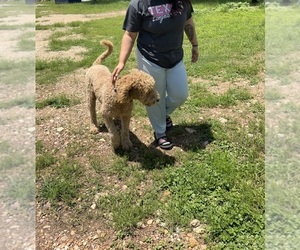 Father of the Goldendoodle puppies born on 04/11/2026