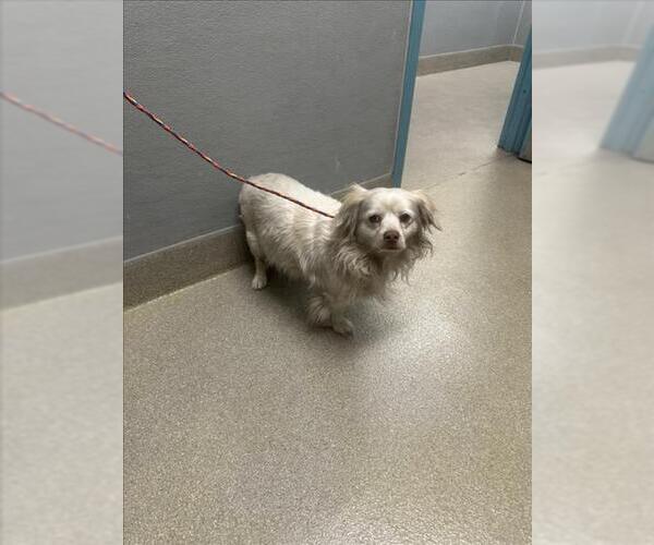 Medium Photo #1 Cocker Spaniel-Unknown Mix Puppy For Sale in Las Vegas, NV, USA