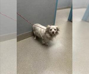 Cocker Spaniel-Unknown Mix Dogs for adoption in Las Vegas, NV, USA