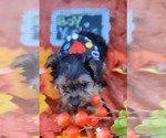 Small Photo #45 Yorkshire Terrier Puppy For Sale in AKRON, OH, USA