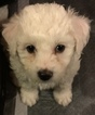 Small Photo #10 Bichon Frise Puppy For Sale in ALPHARETTA, GA, USA
