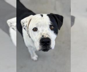 American Bulldog Dogs for adoption in Santa Maria, CA, USA