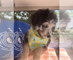 Small Photo #11 Aussiedoodle Puppy For Sale in LONGWOOD, FL, USA